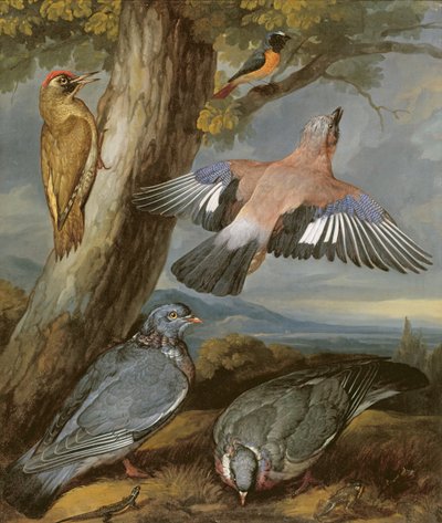 Jay, Green Woodpecker, Pigeons and Redstart by Francis Barlow